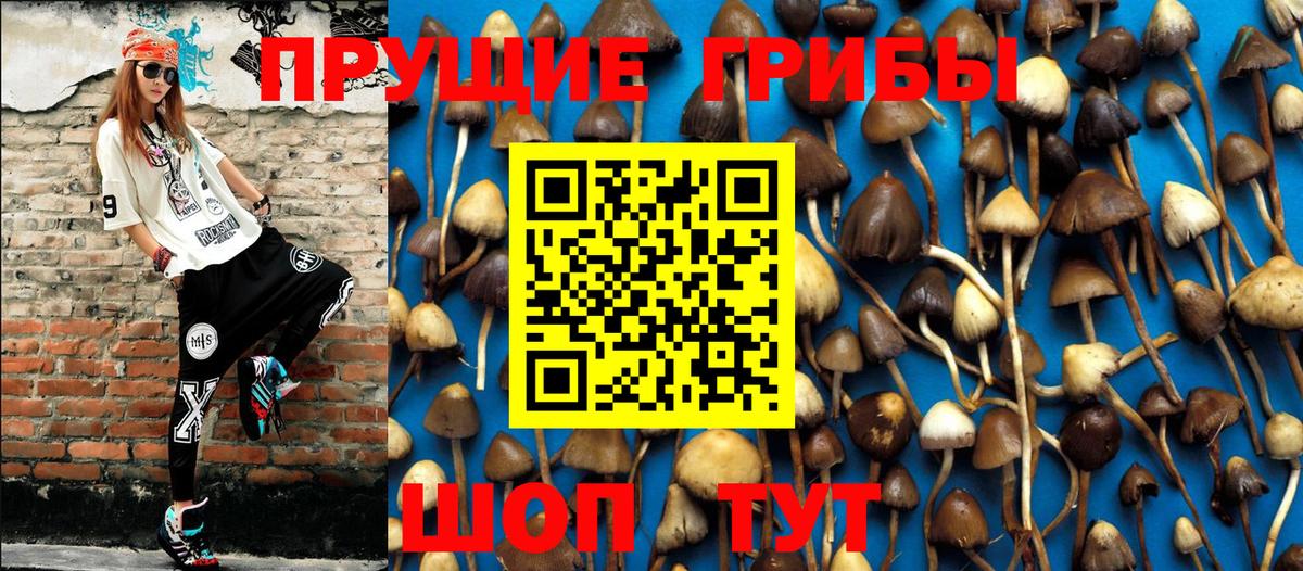 Псилоцибиновые грибы мицелий Кисловодск